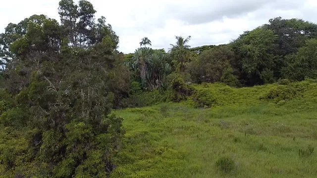 a view of a field of grass and trees