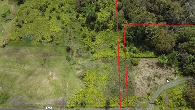 a view of a forest with a street