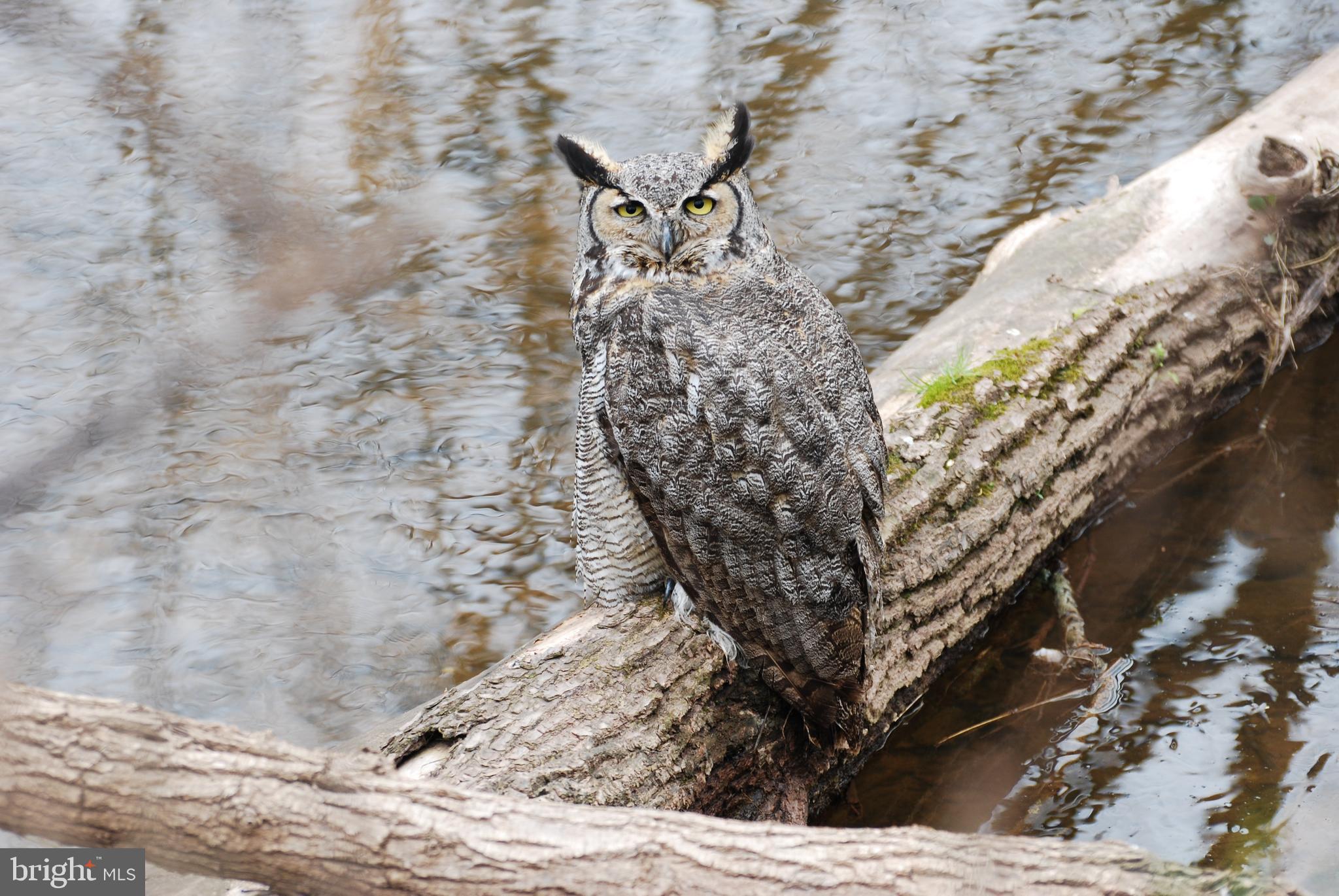 4602 East Berlin Road Thomasville, PA 17364 - Photo 40 of 42 Wildlife - Owl.
