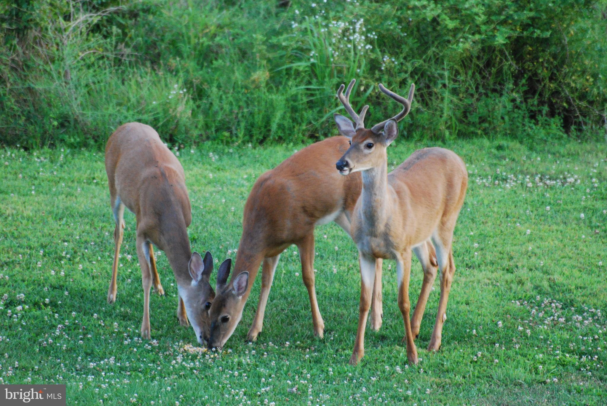 4602 East Berlin Road Thomasville, PA 17364 - Photo 41 of 42 Wildlife - Deer.