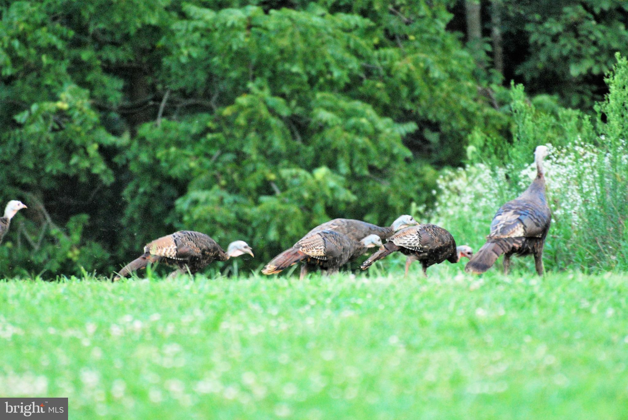 4602 East Berlin Road Thomasville, PA 17364 - Photo 42 of 42 Wildlife - Turkeys.