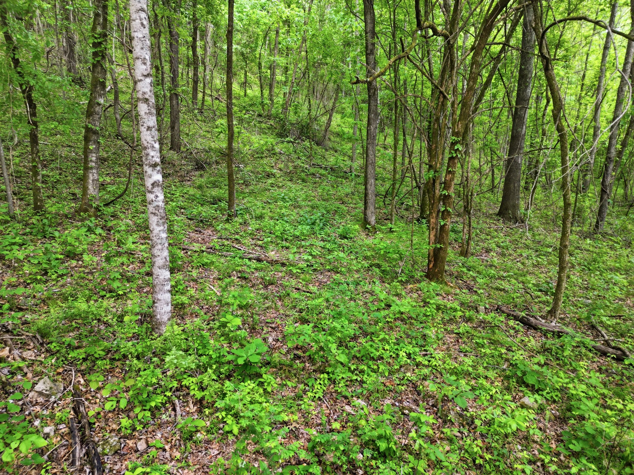 78 Dog Branch Road Pleasant Shade, TN 37145 - Photo 3 of 48 Gallery Image 3