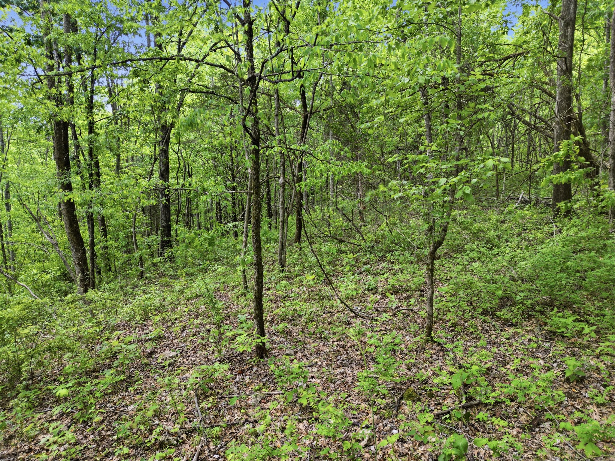 78 Dog Branch Road Pleasant Shade, TN 37145 - Photo 35 of 48 Gallery Image 35