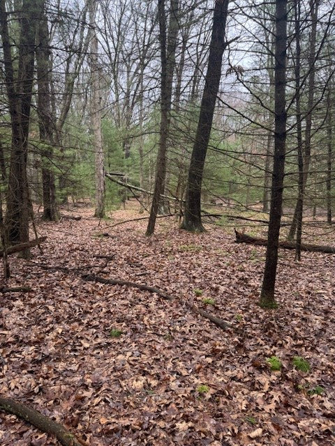 0 Iron Bridge Road Clarington, PA 15828 - Photo 2 of 5