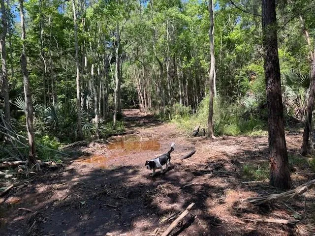 $600,000 | 0 Copal Street, Mandeville, LA 70448