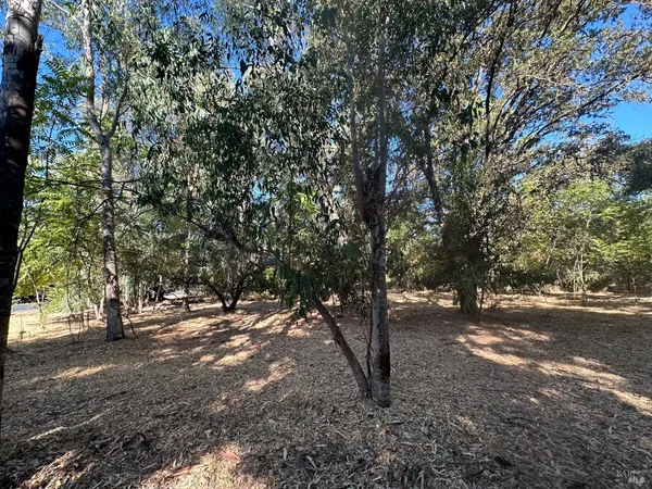 a view of road and trees