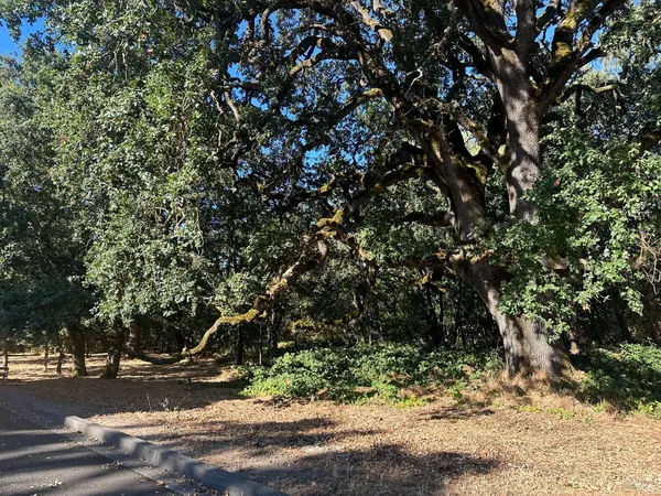 a view of a yard with a tree