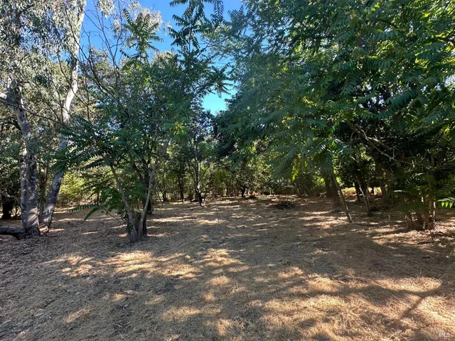 a view of a tree in the middle of a yard