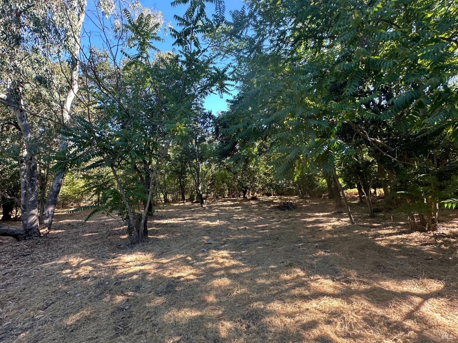 200 Napa Road Sonoma, CA 95476 - Photo 6 of 8 a view of a tree in the middle of a yard