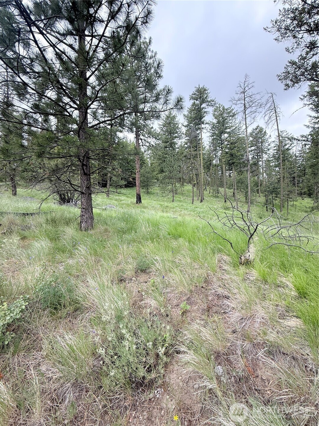 0 Broken Spoke Road Tonasket, WA 98855 - Photo 26 of 39 a view of outdoor space with trees all around