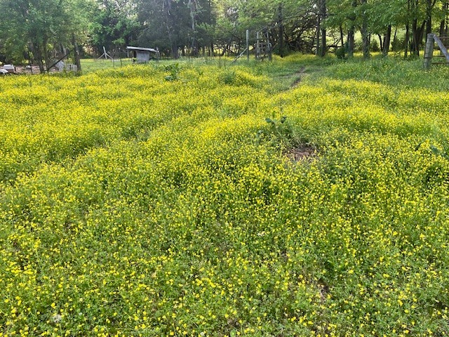 698 Clearview Road Cottontown, TN 37048 - Photo 6 of 23 a view of outdoor space yard and green space