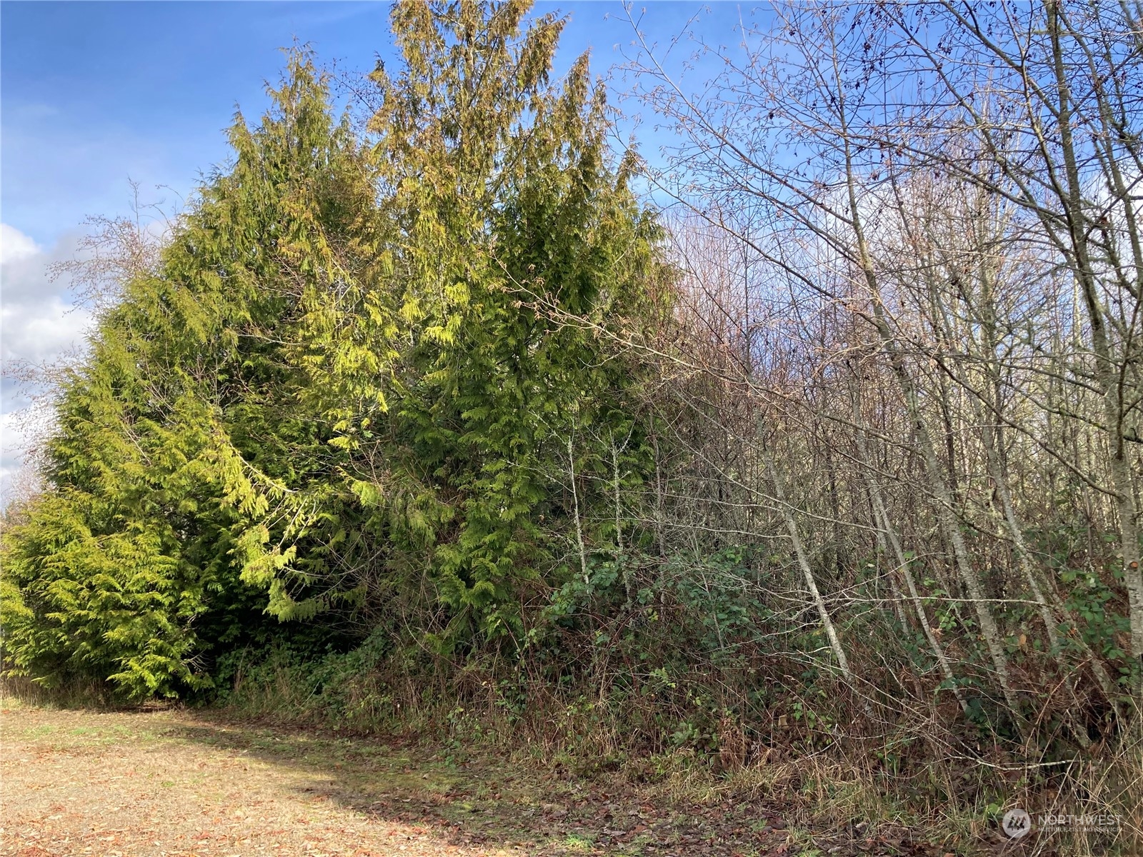 10320 210th Lane Southwest Rochester, WA 98579 - Photo 4 of 10 a view of a forest