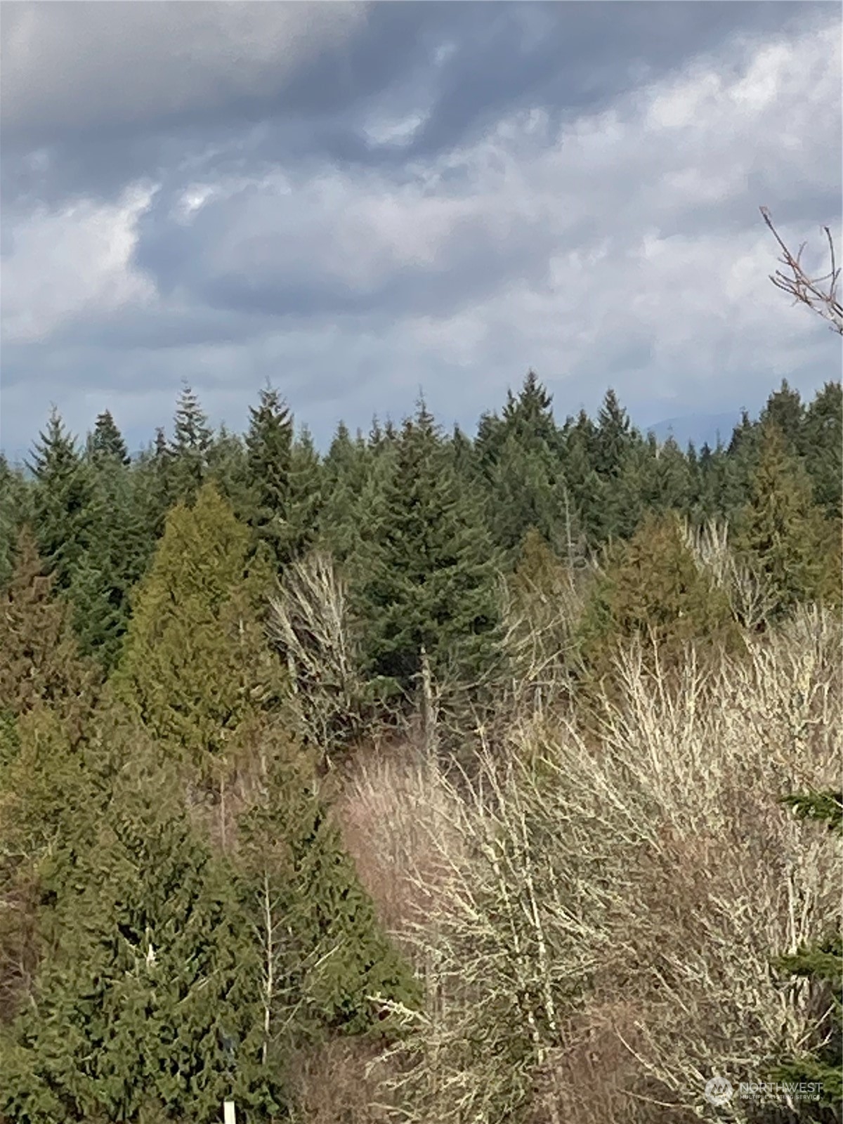 10320 210th Lane Southwest Rochester, WA 98579 - Photo 8 of 10 a view of a bunch of trees in a field