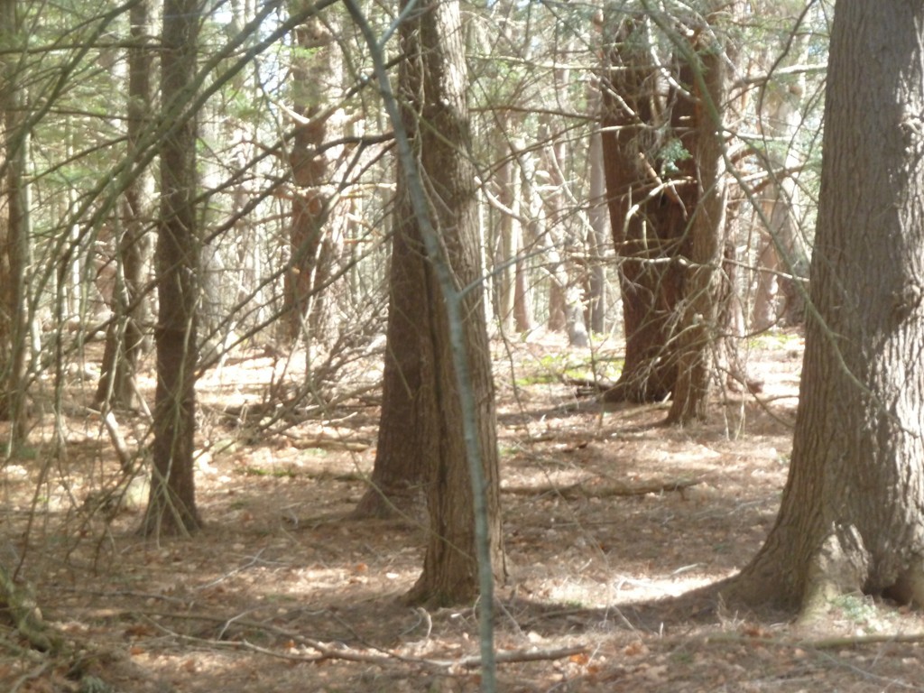 167 B W Road Bernardston, MA 01337 - Photo 3 of 9 Gallery Image 3