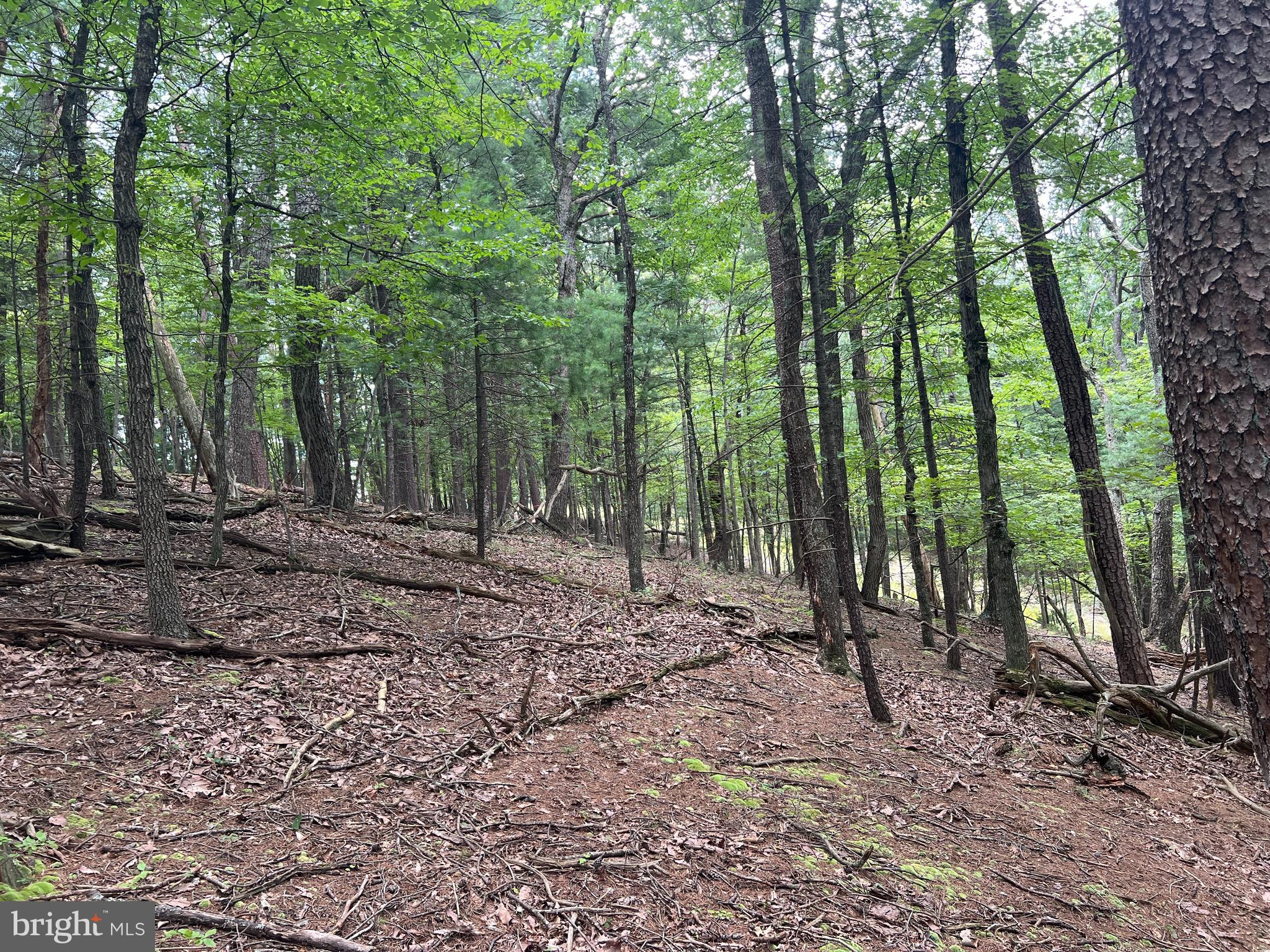 Timber Ridge Mount Mount Jackson, VA 22842 - Photo 11 of 37 a backyard of a house with lots of green space