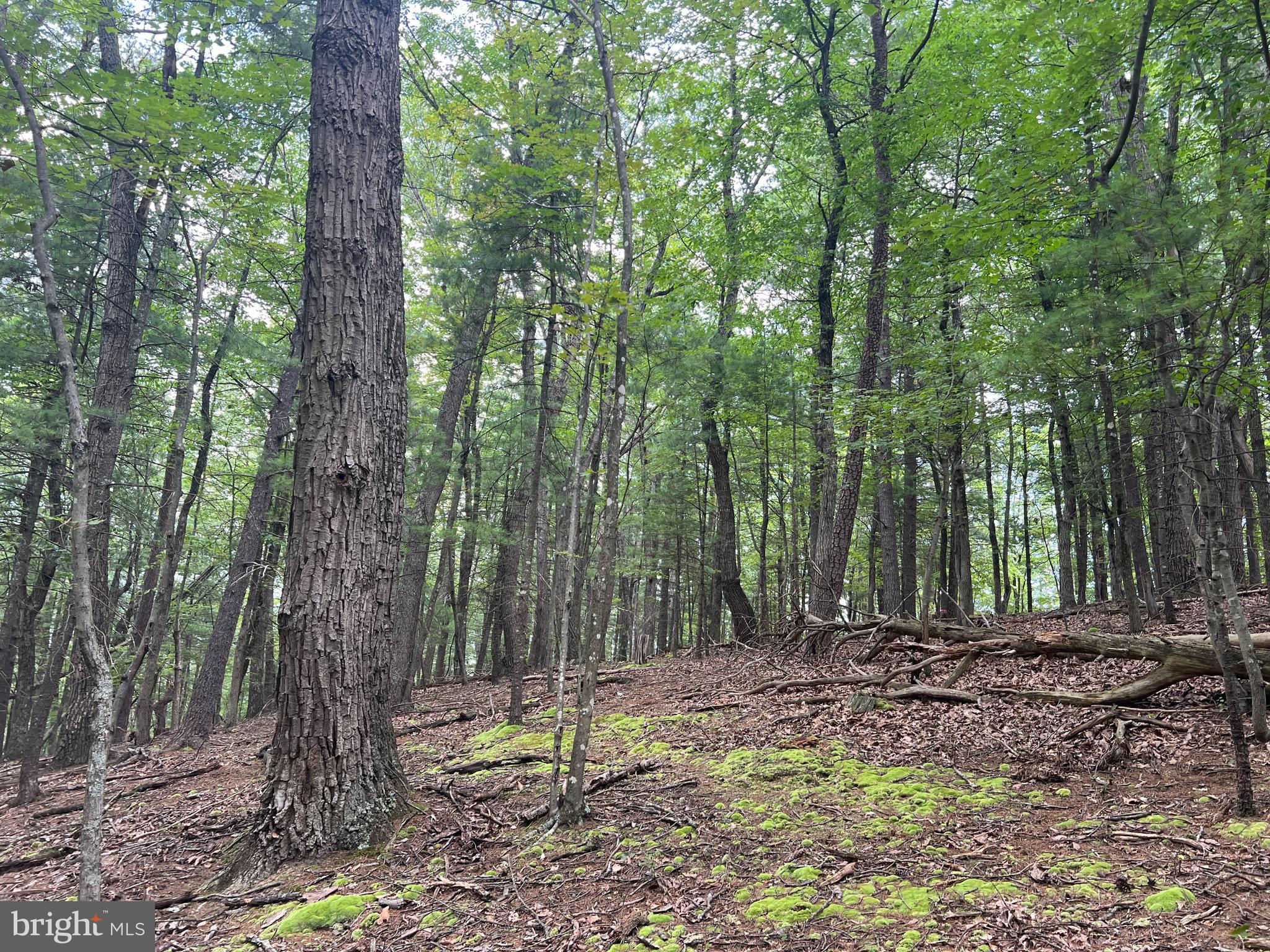 Timber Ridge Mount Mount Jackson, VA 22842 - Photo 12 of 37 a backyard of a house with lots of trees