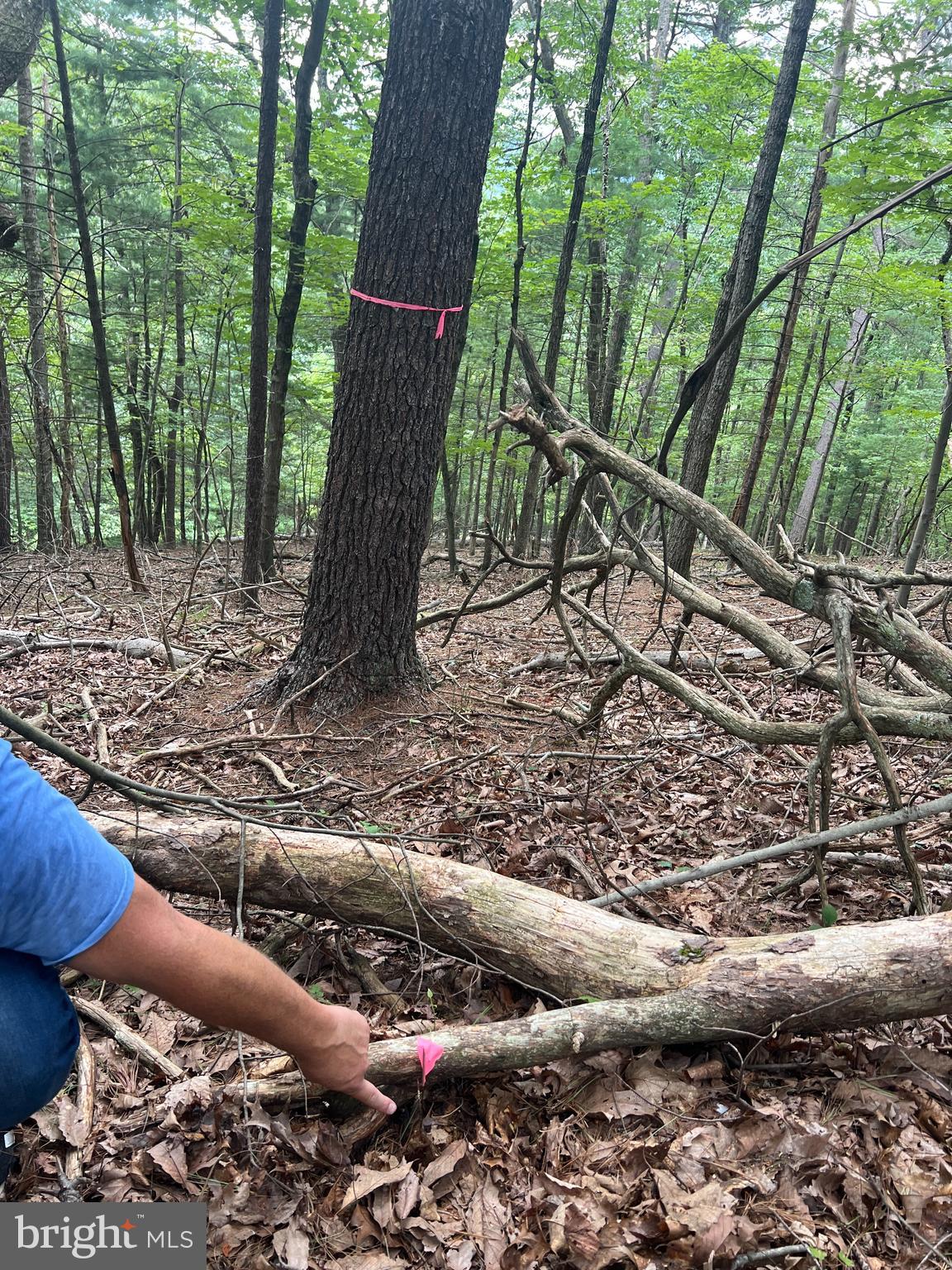 Timber Ridge Mount Mount Jackson, VA 22842 - Photo 13 of 37 a backyard of a house with lots of green space