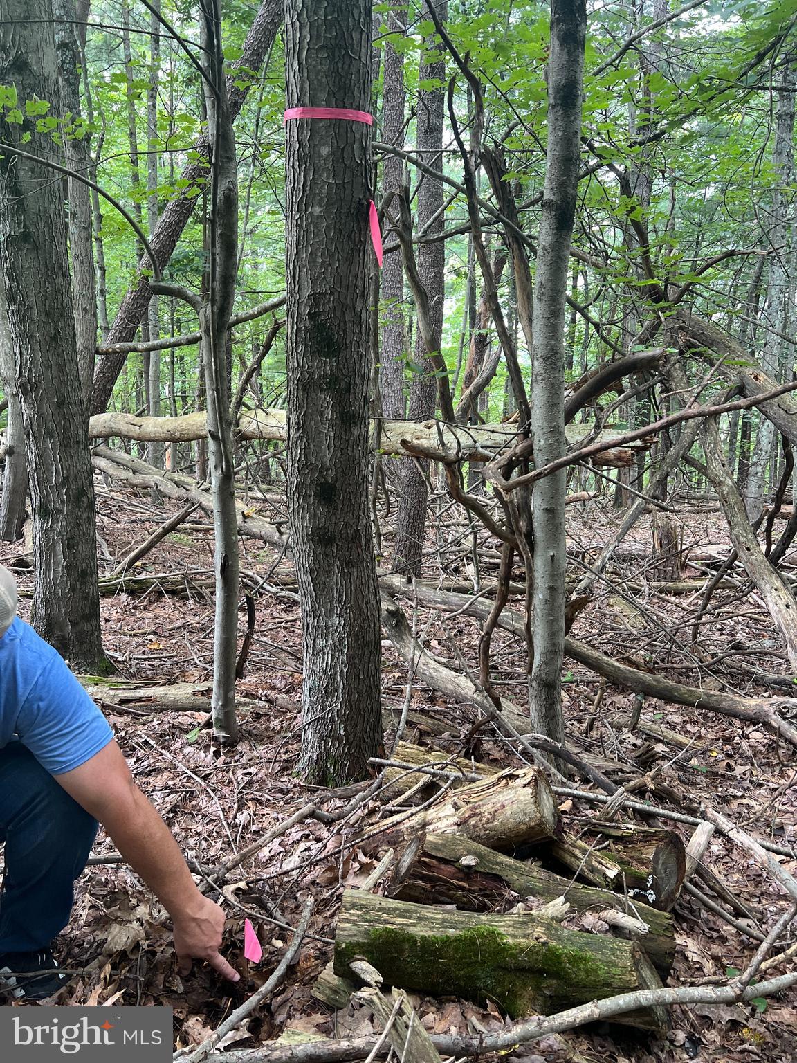 Timber Ridge Mount Mount Jackson, VA 22842 - Photo 14 of 37 a view of a tree in front of a house