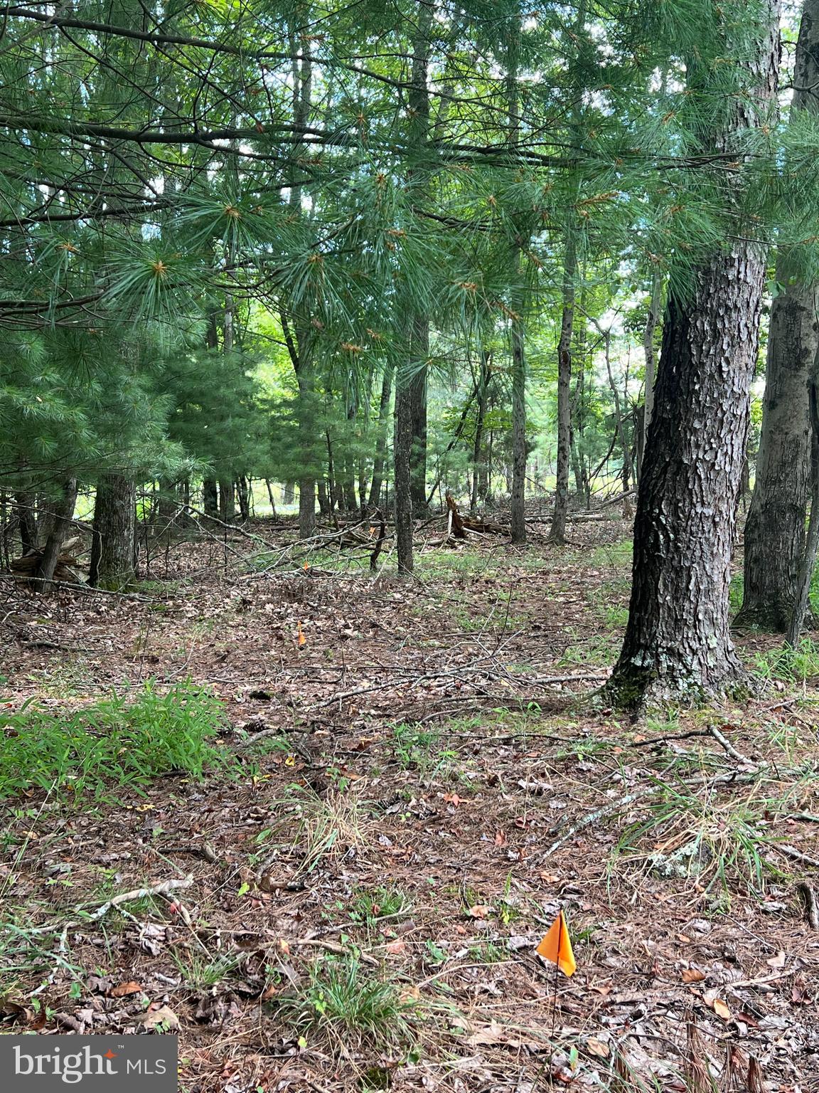 Timber Ridge Mount Mount Jackson, VA 22842 - Photo 16 of 37 a backyard of a house with lots of green space