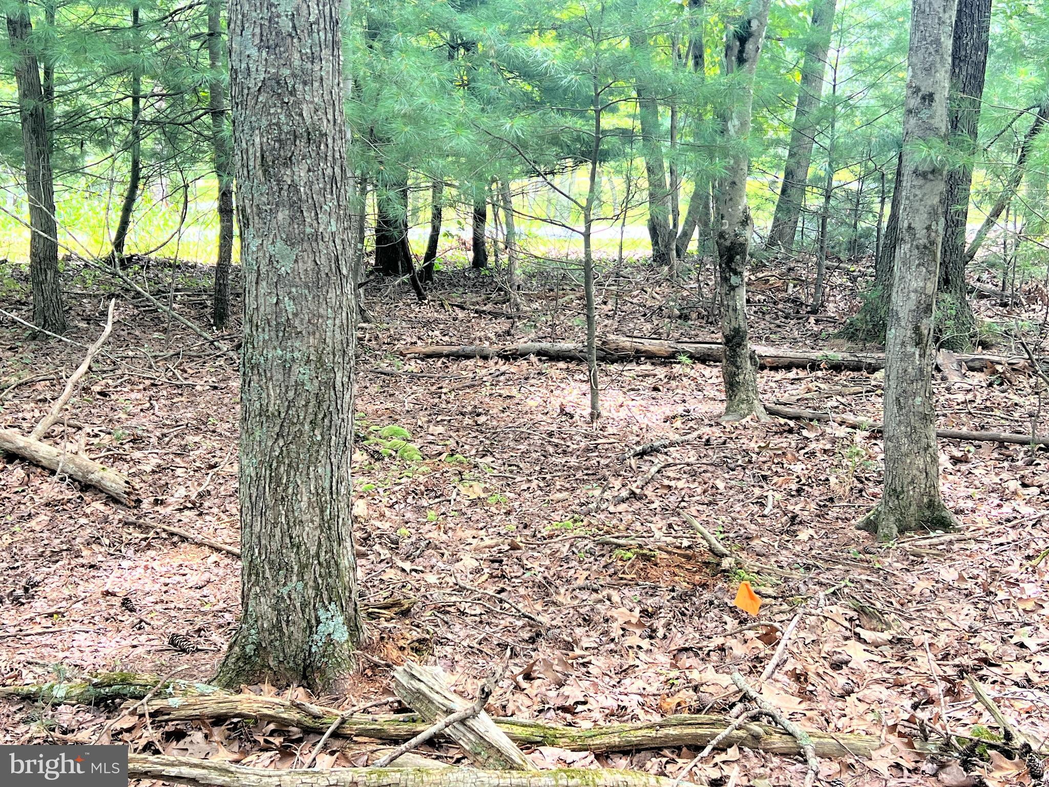 Timber Ridge Mount Mount Jackson, VA 22842 - Photo 18 of 37 a view of a trees with yard