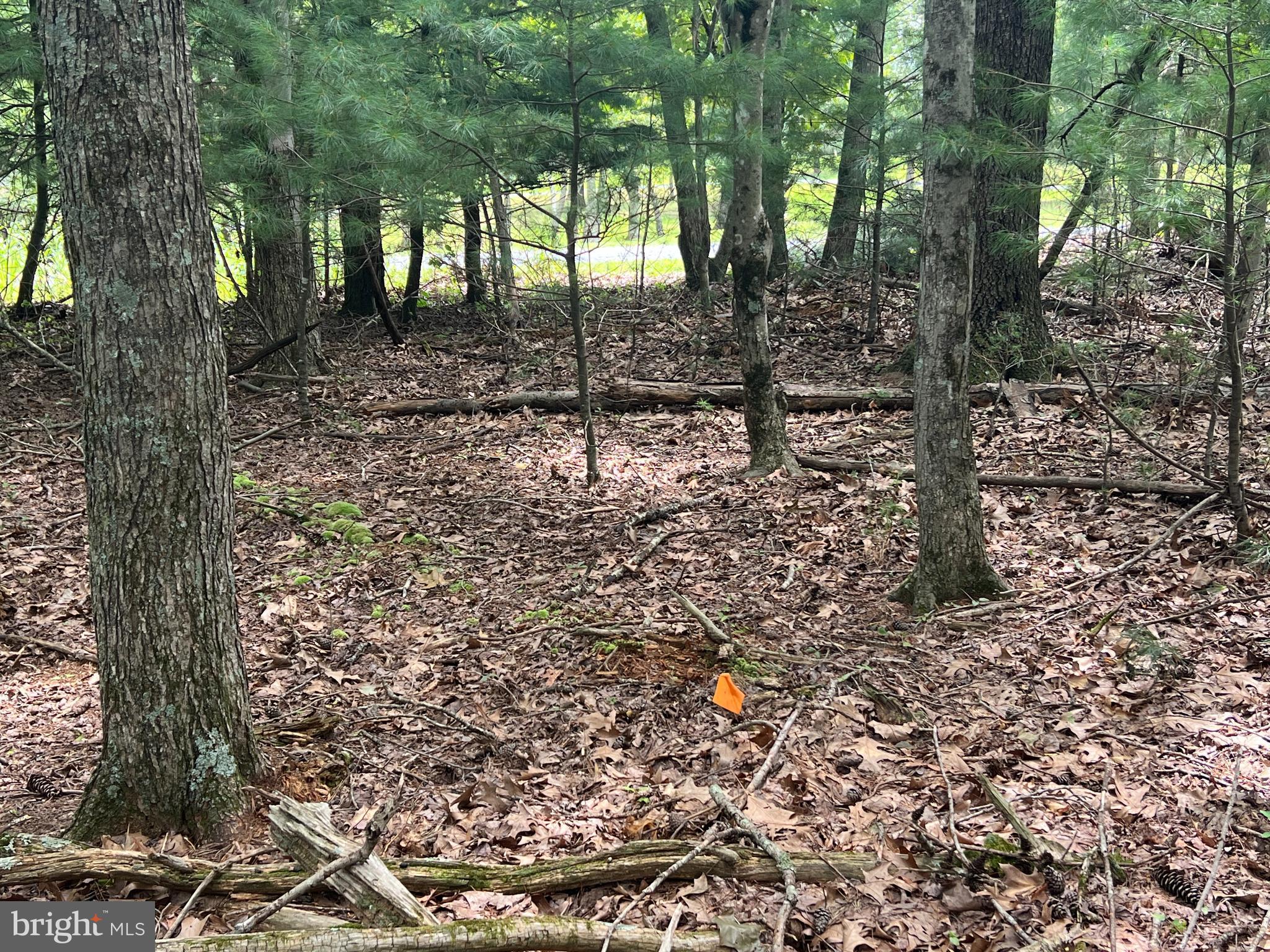 Timber Ridge Mount Mount Jackson, VA 22842 - Photo 19 of 37 a view of a forest filled with trees