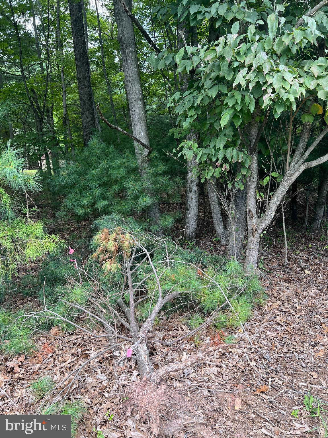 Timber Ridge Mount Mount Jackson, VA 22842 - Photo 21 of 37 a backyard of a house with lots of green space