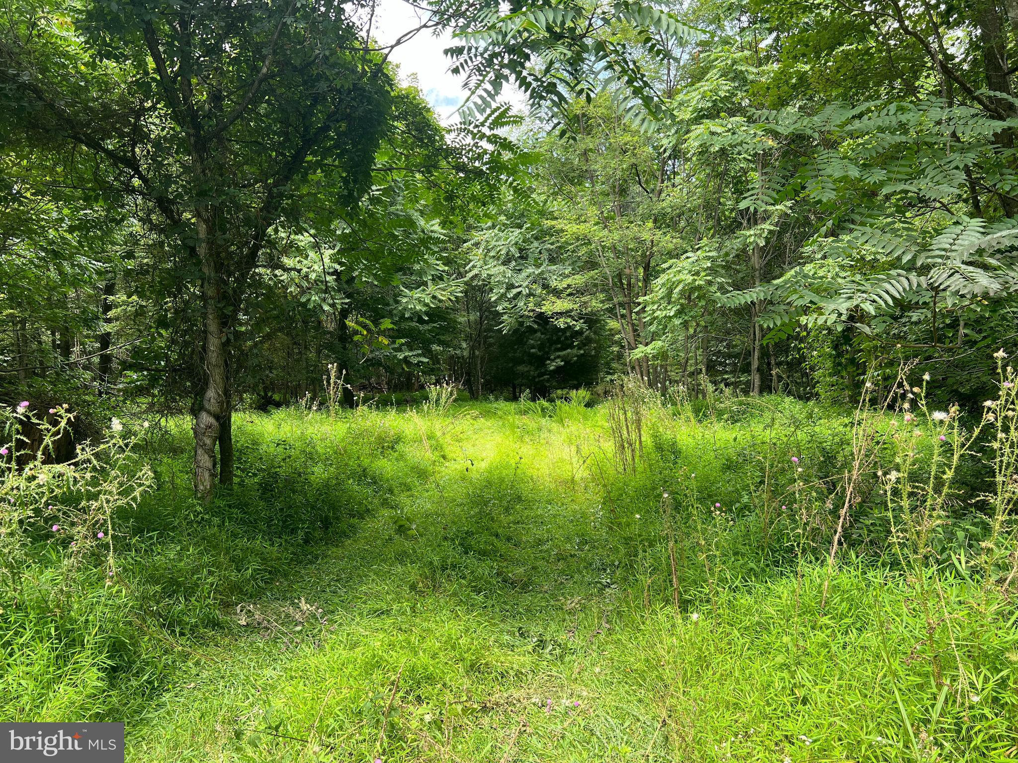 Timber Ridge Mount Mount Jackson, VA 22842 - Photo 27 of 37 a lush green forest with lots of trees