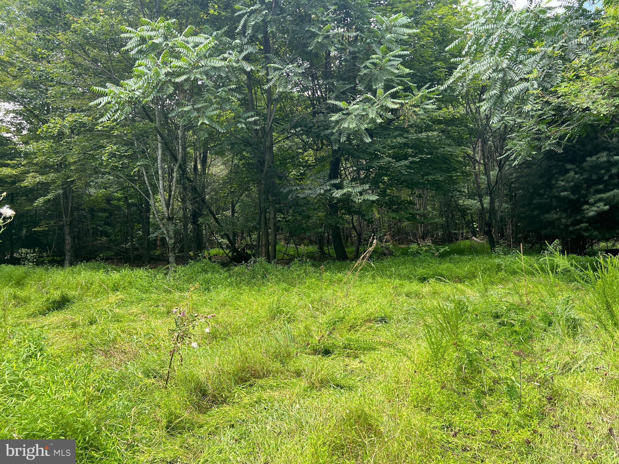 Timber Ridge Mount Mount Jackson, VA 22842 - Photo 28 of 37 a green field with lots of trees in it