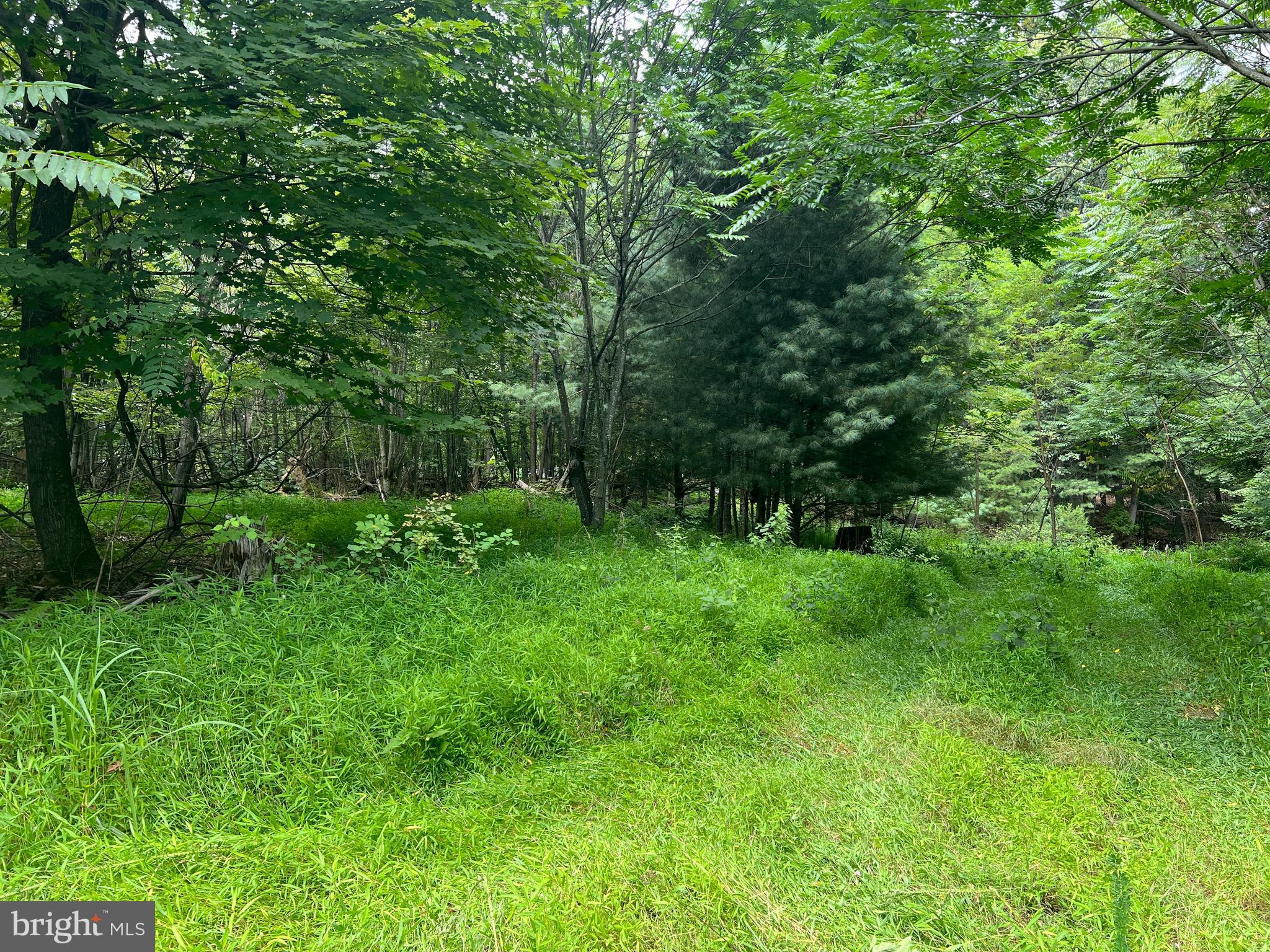 Timber Ridge Mount Mount Jackson, VA 22842 - Photo 29 of 37 a view of outdoor space and yard