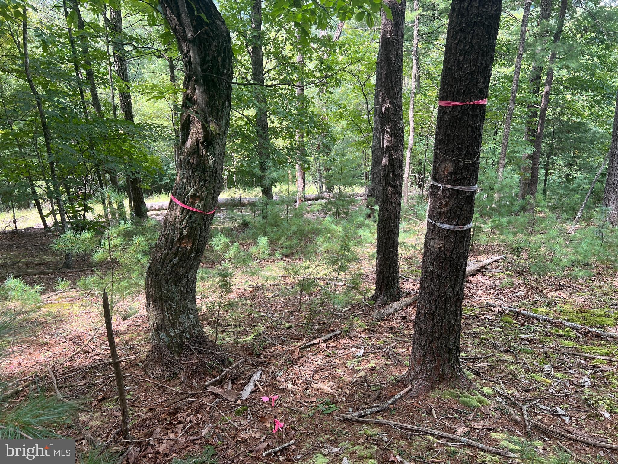 Timber Ridge Mount Mount Jackson, VA 22842 - Photo 4 of 37 a view of a forest