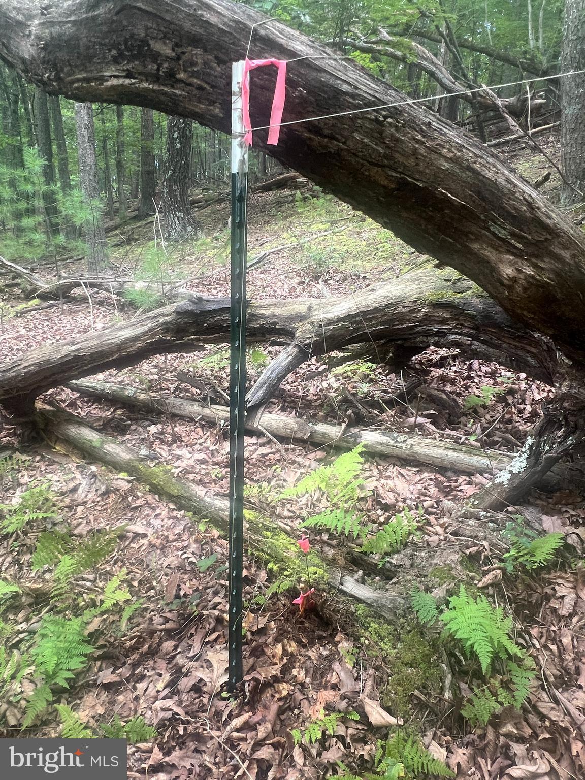 Timber Ridge Mount Mount Jackson, VA 22842 - Photo 5 of 37 a backyard of a house with a tree