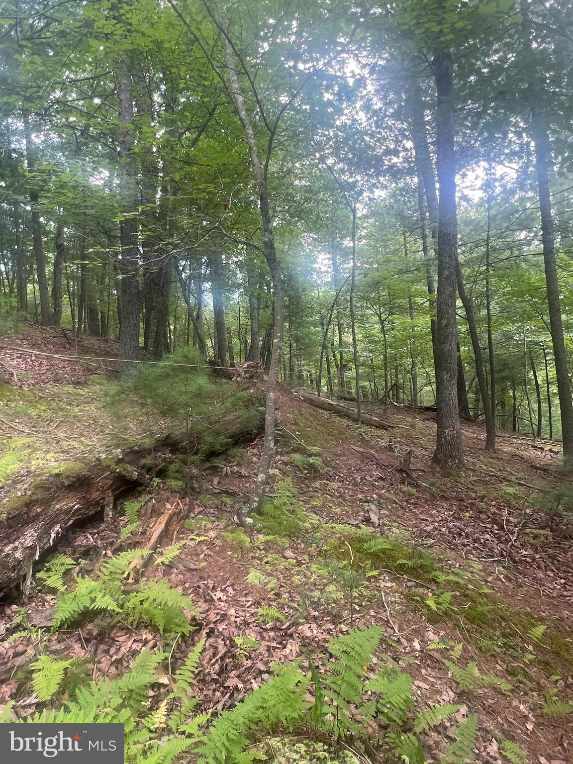 Timber Ridge Mount Mount Jackson, VA 22842 - Photo 6 of 37 a view of a forest with trees