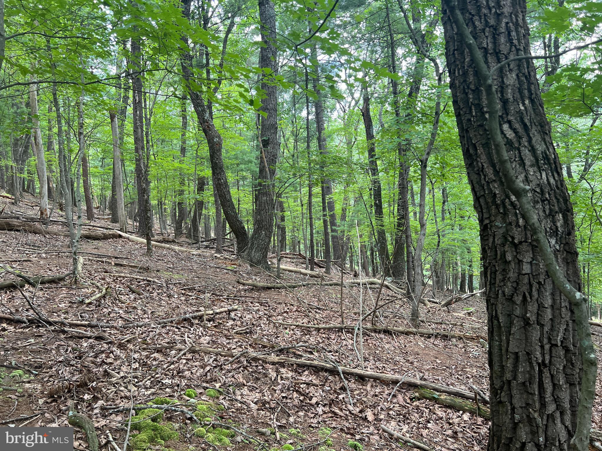 Timber Ridge Mount Mount Jackson, VA 22842 - Photo 7 of 37 a backyard of a house with lots of green space
