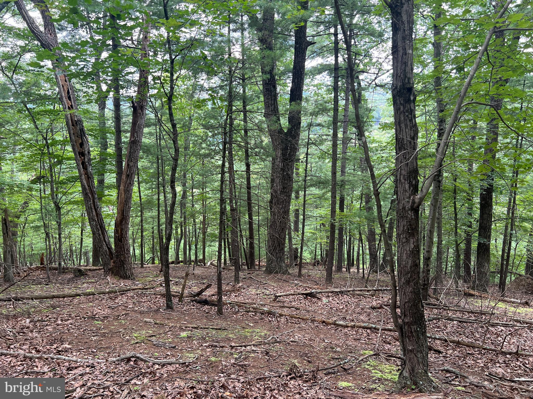Timber Ridge Mount Mount Jackson, VA 22842 - Photo 8 of 37 a backyard of a house with lots of trees