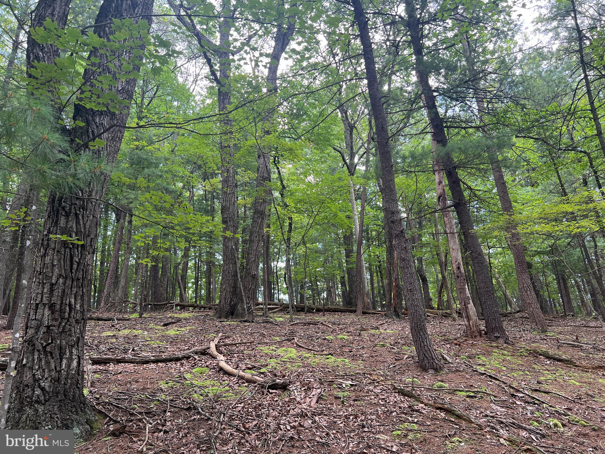 Timber Ridge Mount Mount Jackson, VA 22842 - Photo 9 of 37 a backyard of a house with lots of trees