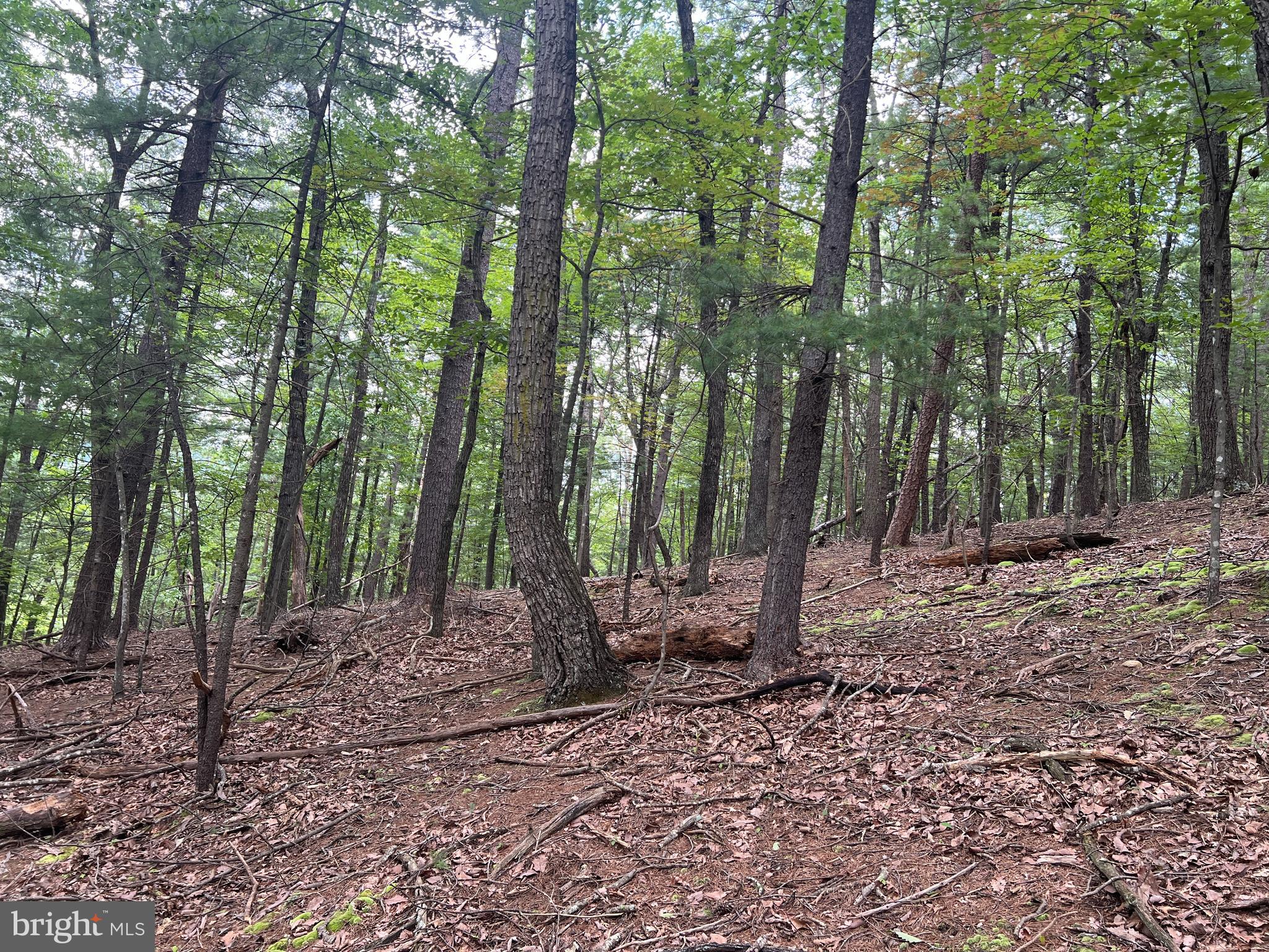 Timber Ridge Mount Mount Jackson, VA 22842 - Photo 10 of 37 a view of a forest with trees