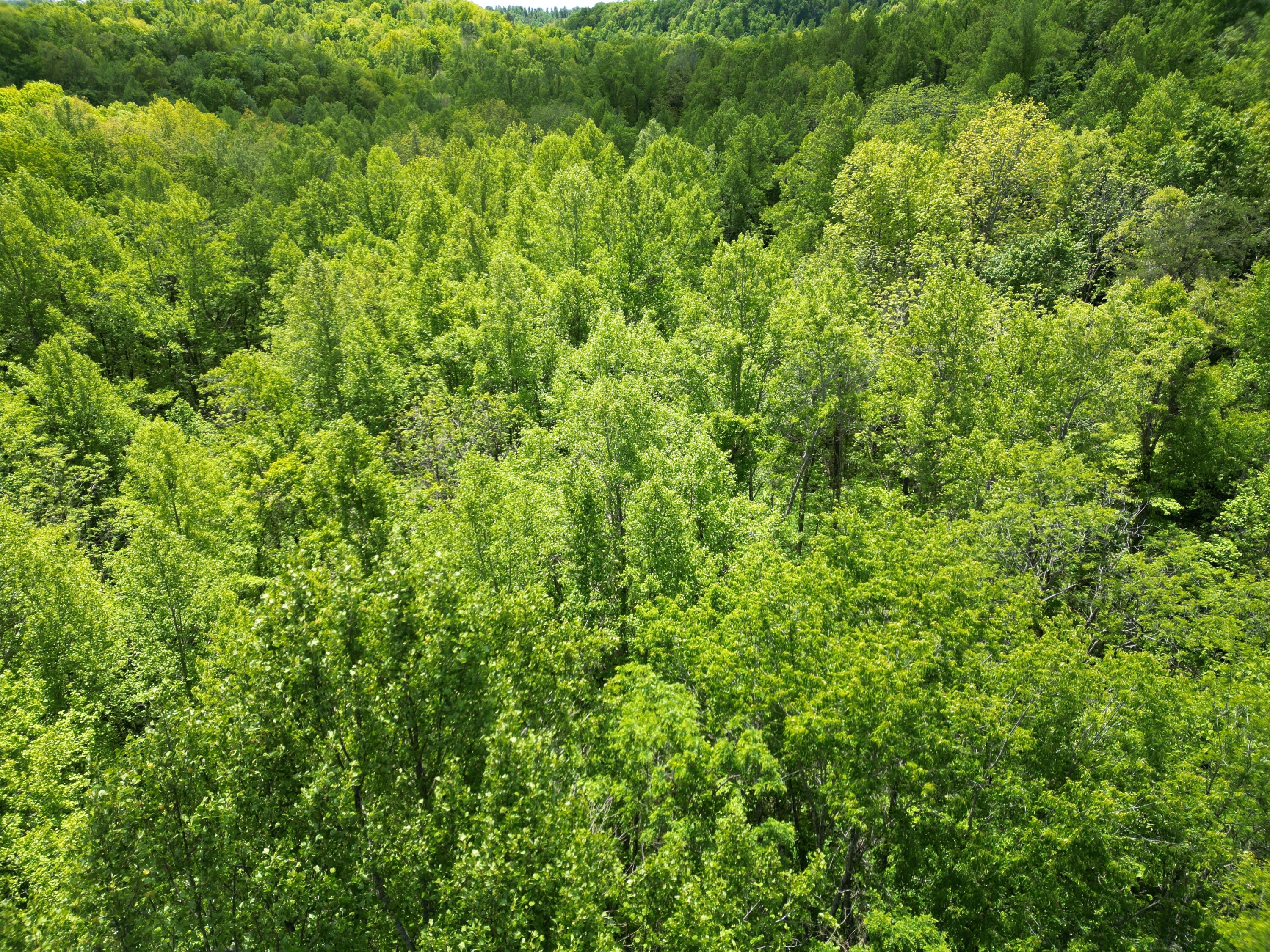 9999 Chestnut Flat Road McKee, KY 40447 - Photo 1 of 16 DJI_0962