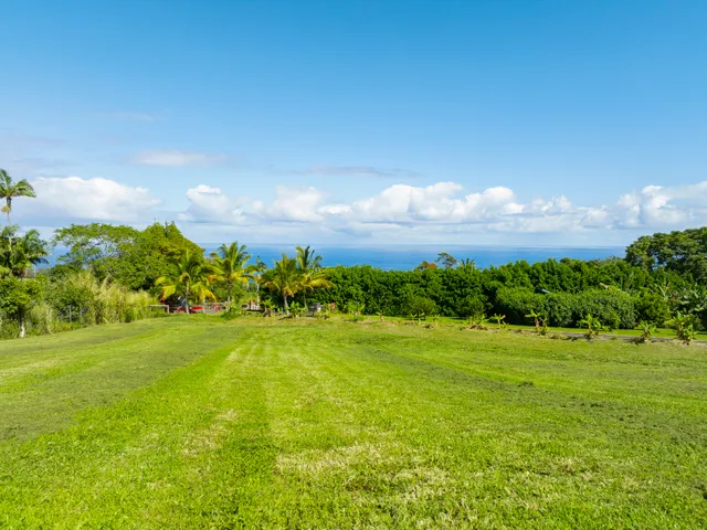 a view of a grassy field with an trees