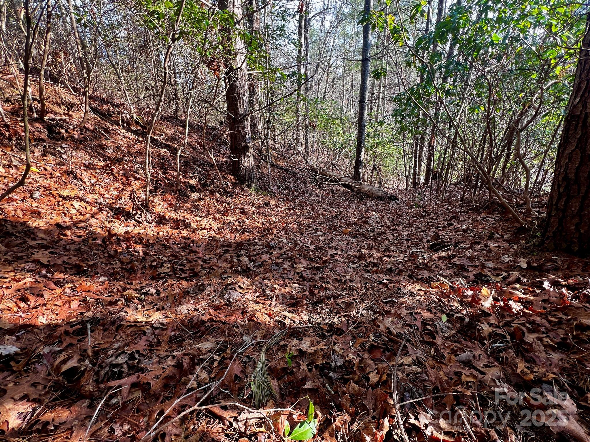 Lot 131 Thunder Road Brevard, NC 28712 - Photo 12 of 18 a view of a forest