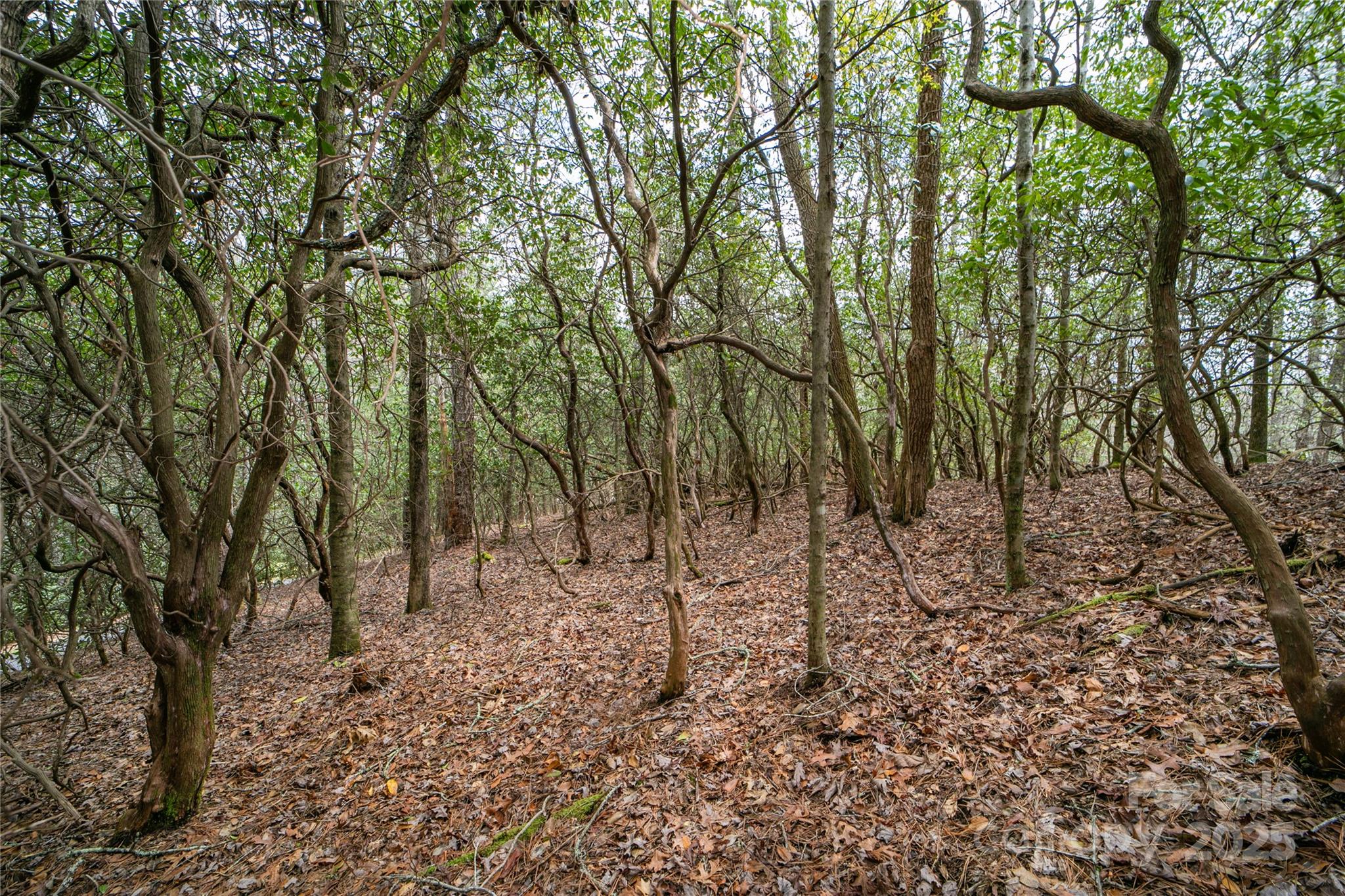 Lot 131 Thunder Road Brevard, NC 28712 - Photo 13 of 18 a view of a forest filled with trees