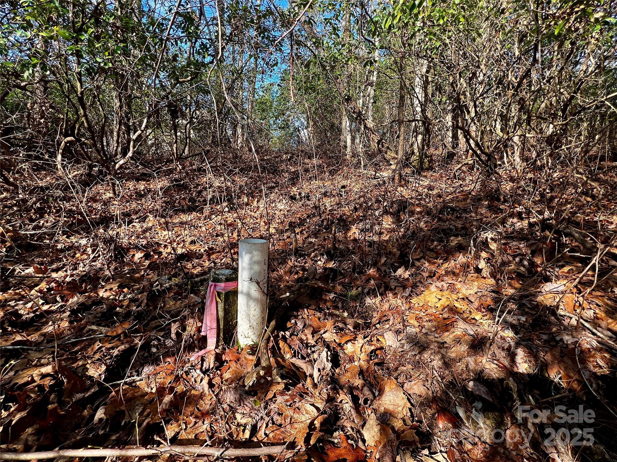 Lot 131 Thunder Road Brevard, NC 28712 - Photo 15 of 18 a close up of a tree