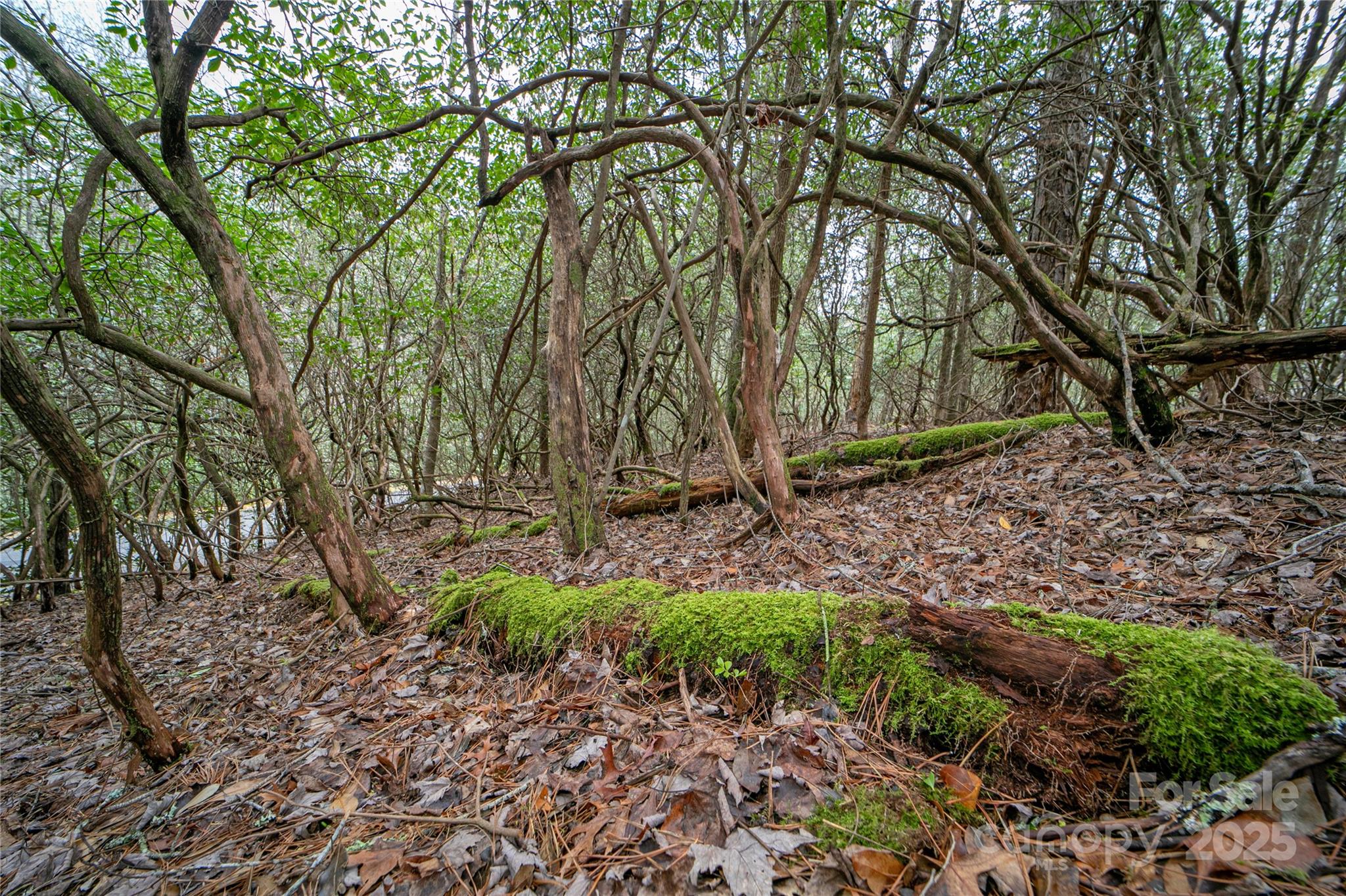 Lot 131 Thunder Road Brevard, NC 28712 - Photo 3 of 18 a view of a backyard