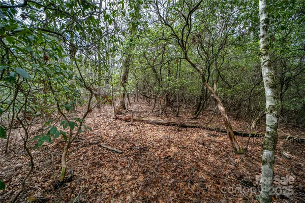 a view of a forest with trees in the background