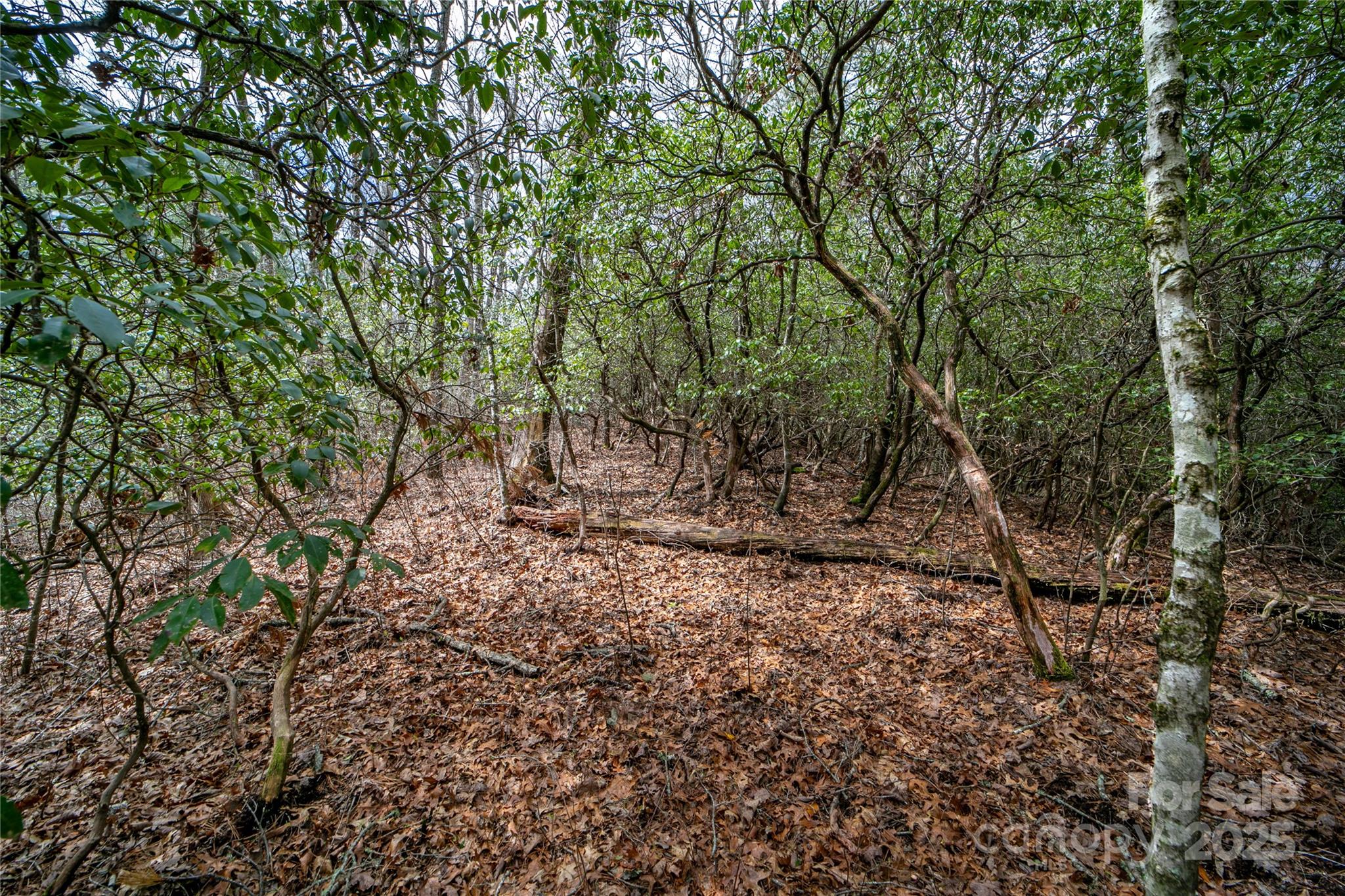 Lot 131 Thunder Road Brevard, NC 28712 - Photo 7 of 18 a view of a forest with trees in the background