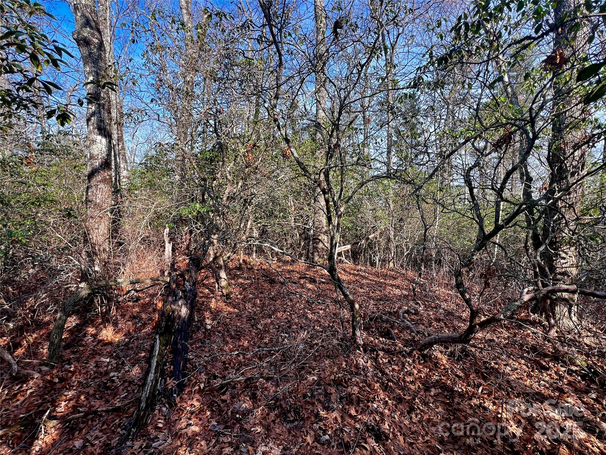 Lot 131 Thunder Road Brevard, NC 28712 - Photo 8 of 18 a view of a yard with a tree