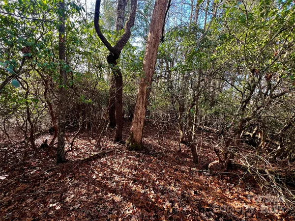 a view of a tree