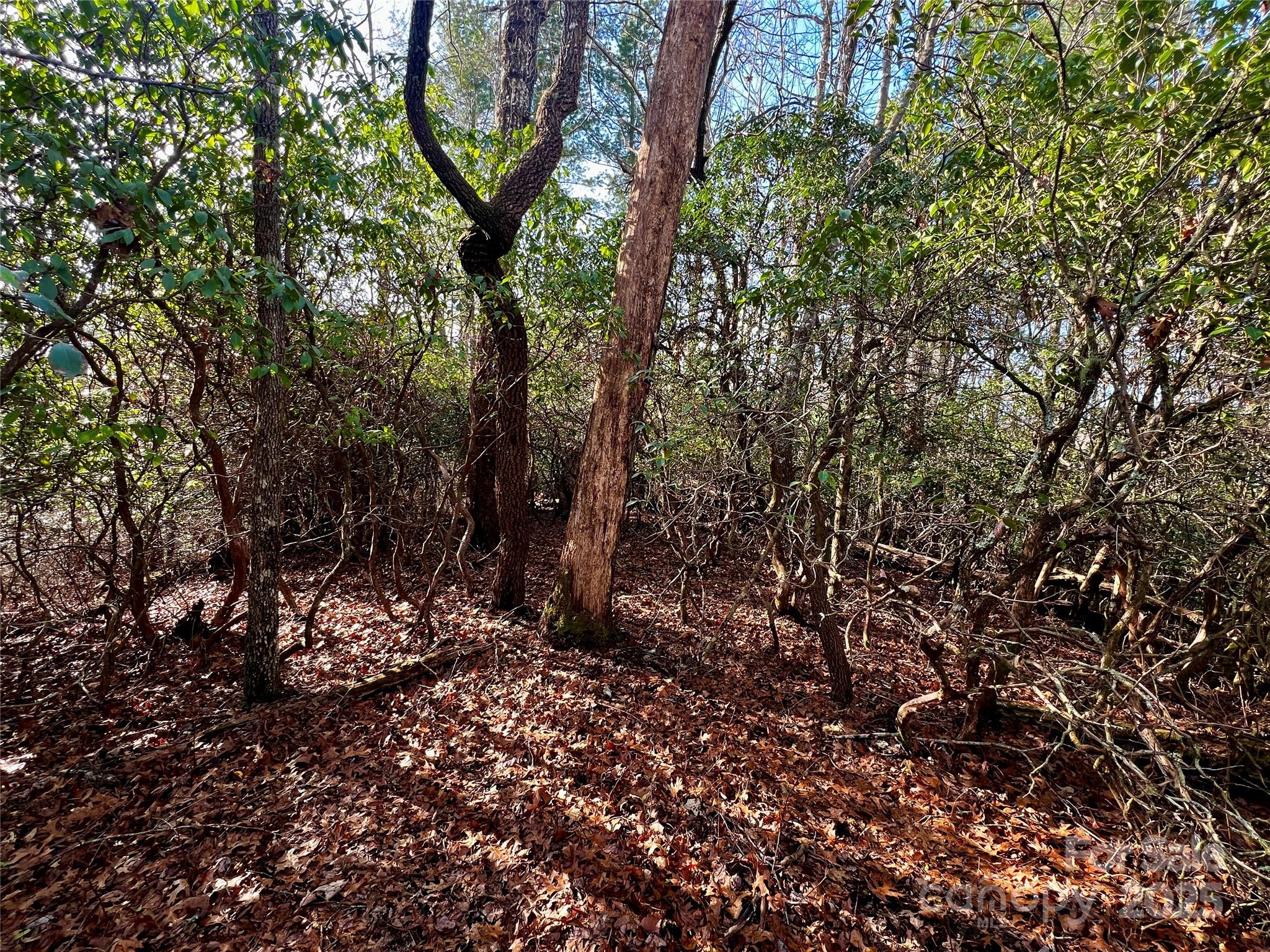Lot 131 Thunder Road Brevard, NC 28712 - Photo 9 of 18 a view of a tree