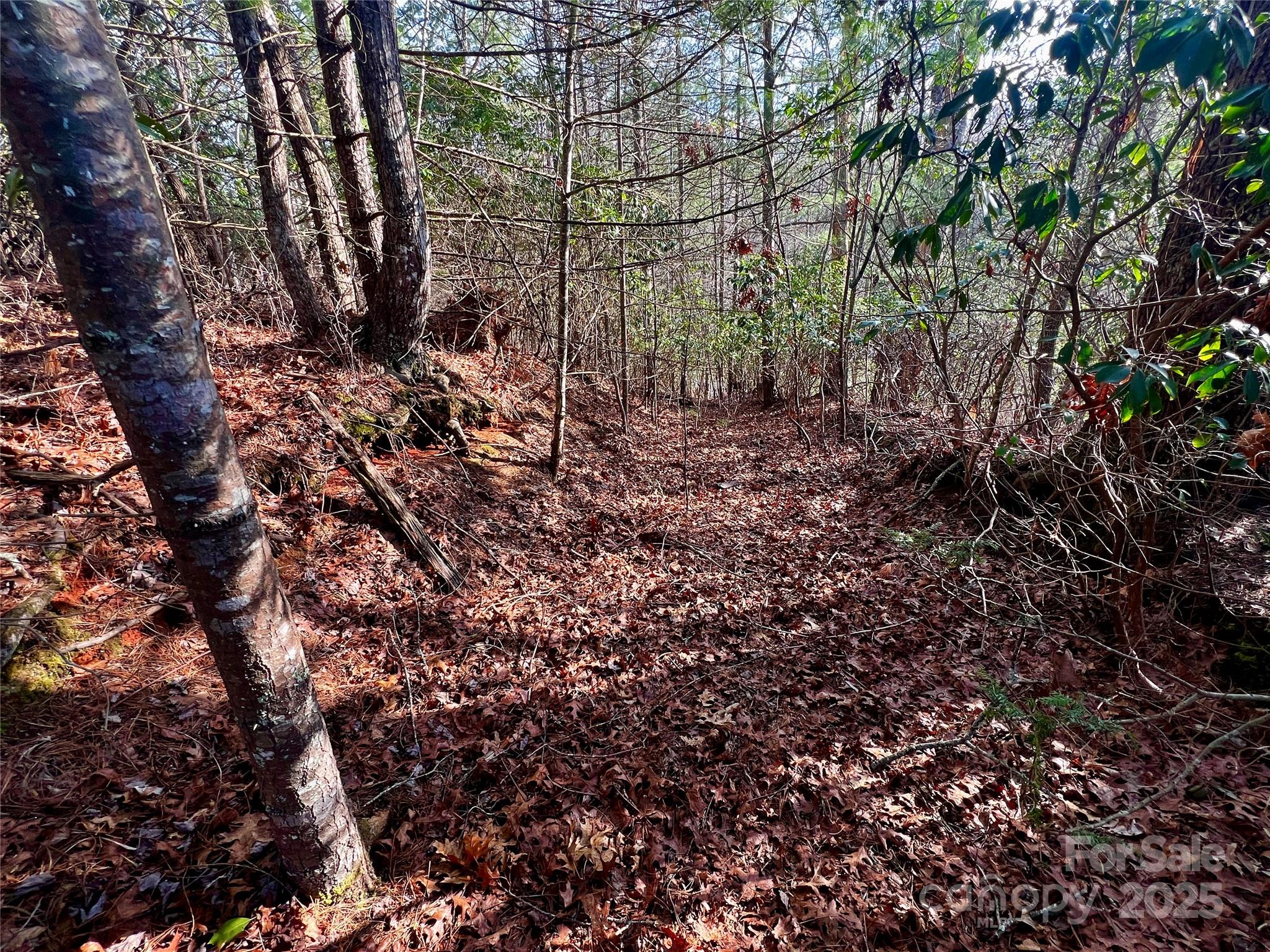 Lot 131 Thunder Road Brevard, NC 28712 - Photo 10 of 18 a view of a yard with a tree