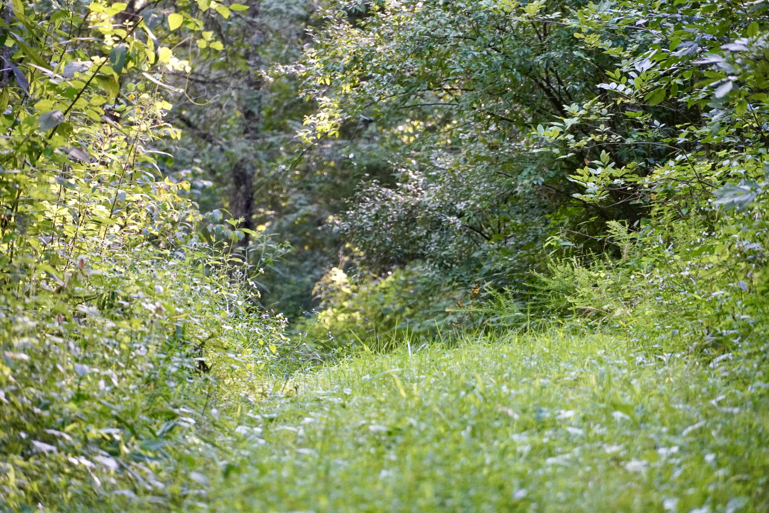6265 Georgetown Road Owenton, KY 40359 - Photo 57 of 149 OWEN24059