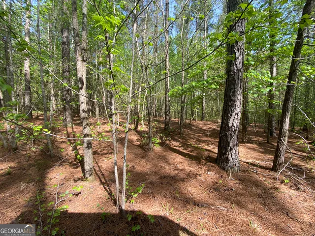 a view of a forest filled with trees